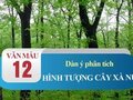 Dàn ý phân tích hình tượng cây xà nu trong truyện Rừng xà nu