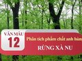 Phân tích phẩm chất anh hùng của các nhân vật trong Rừng xà nu