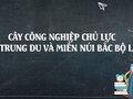 Cây công nghiệp chủ lực của Trung du và miền núi Bắc bộ là ?