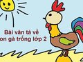 Bài văn tả về con gà trống lớp 2