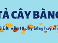Top 20 bài văn tả cây bàng chọn lọc hay nhất