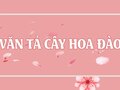 Tả cây hoa đào ngày tết