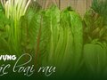 24 từ vựng tiếng Anh về các loại rau có phiên âm và ví dụ