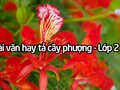 Những bài văn tả cây phượng lớp 2 hay đáng học hỏi