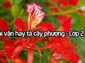 Những bài văn tả cây phượng lớp 2 hay đáng học hỏi