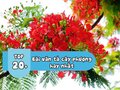 Top 22 bài văn tả cây phượng vĩ đặc sắc nhất