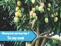 Top 3 bài văn tả cây xoài lớp 7 hay nhất (có sử dụng yếu tố biểu cảm)