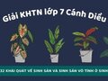 Giải KHTN lớp 7 Cánh Diều Bài 32