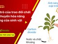Giải KHTN 7 Bài 22 Chân trời sáng tạo : Vai trò của trao đổi chất và chuyển hóa năng lượng