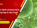 Giải KHTN 7 Bài 24 Chân trời sáng tạo : Thực hành chứng minh quang hợp ở cây xanh