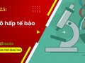 Giải KHTN 7 Bài 25 Chân trời sáng tạo : Hô hấp tế bào