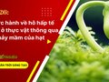 Giải KHTN 7 Bài 26 Chân trời sáng tạo : Thực hành về hô hấp tế bào ở thực vật thông qua sự nảy mầm của hạt