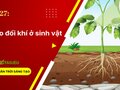 Giải KHTN 7 Bài 27 Chân trời sáng tạo : Trao đổi khí ở sinh vật