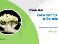 Soạn bài Cách gọt củ hoa thủy tiên