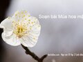 Soạn bài Mùa hoa mận