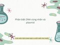 Phân biệt DNA vùng nhân và plasmid - Sinh học 10 KNTT