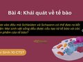 Dựa vào đâu mà Schleiden và Schwann có thể đưa ra kết luận