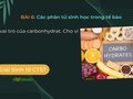 Nêu vai trò của carbonhydrat. Cho ví dụ.