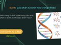 Tính bền vững và linh hoạt trong cấu trúc của DNA có được