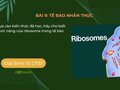 Dựa vào kiến thức đã học, hãy cho biết chức năng của ribosome