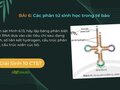 Quan sát Hình 6.13, hãy lập bảng phân biệt ba loại RNA