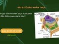 Tên gọi tế bào nhân thực xuất phát từ đặc điểm nào của tế bào?