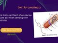 Chú thích các thành phần cấu tạo của tế bào nhân sơ trong hình