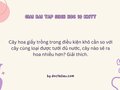 Cây hoa giấy trồng trong điều kiện khô cằn so với cây cùng loại
