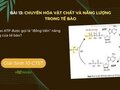 Tại sao ATP được gọi là đồng tiền năng lượng của tế bào? 