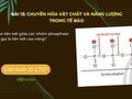 Tại sao liên kết giữa các nhóm phosphate được gọi là liên kết