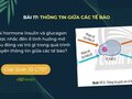 Hai hormone insulin và glucagon được nhắc đến ở tình huống
