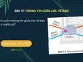 Sự truyền thông tin giữa các tế bào có ý nghĩa gì?