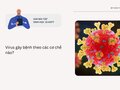 Virus gây bệnh theo các cơ chế nào? Sinh học 10 KNTT