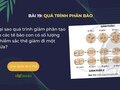 Tại sao quá trình giảm phân tạo ra các tế bào con có số lượng
