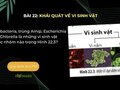 Halobacteria, trùng Amip, Escherichia coli, Chlorella là những vi sinh vật
