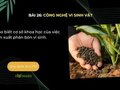 Cho biết cơ sở khoa học của việc sản xuất phân bón vi sinh