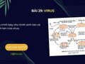 Hãy trình bày chu trình sinh tan và tiềm tan của virus