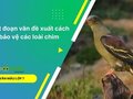 Viết đoạn văn đề xuất cách bảo vệ các loài chim