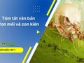 Tóm tắt văn bản Con mối và con kiến