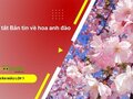 Tóm tắt Bản tin về hoa anh đào