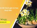 Tóm tắt Cách gọt củ hoa thuỷ tiên