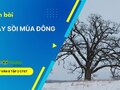 Soạn bài Cây sồi mùa đông lớp 8 Chân trời sáng tạo