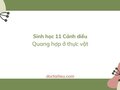 Soạn Sinh 11 Bài 4 Cánh diều: Quang hợp ở thực vật