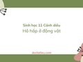 Soạn Sinh 11 Bài 7 Cánh diều: Hô hấp ở động vật