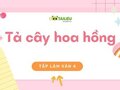 Tả cây hoa hồng TOP những bài văn hay đạt điểm cao