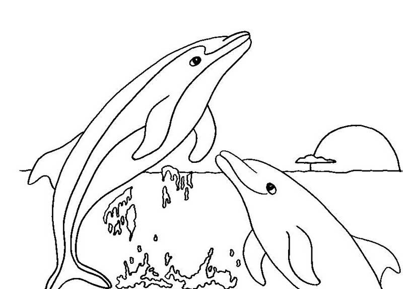 Xem hơn 48 ảnh về hình vẽ con cá heo  daotaonec