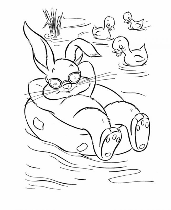 Thỏ nằm tắm nắng