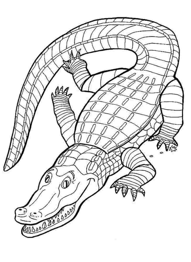 Cập nhật 78 vẽ con cá sấu đơn giản không thể bỏ qua  Tin Học Vui