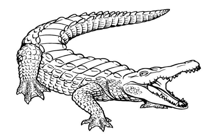 Xem hơn 100 ảnh về hình vẽ cá sấu dễ thương  NEC