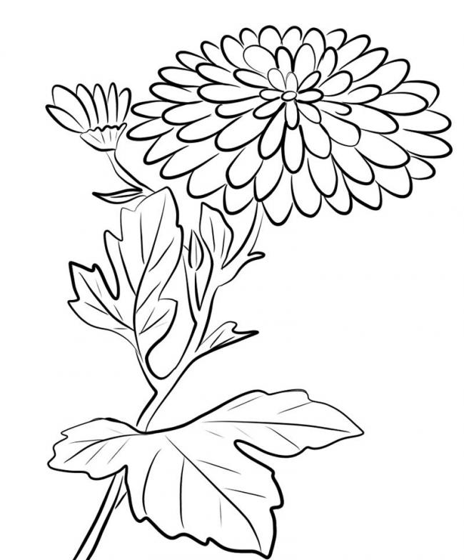 Hình ảnh Vẽ Hoa Cúc PNG  Vẽ đường Thẳng Hoa Cúc Cây PNG miễn phí tải tập  tin PSDComment và Vector